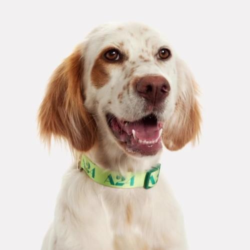 THE A24 dog